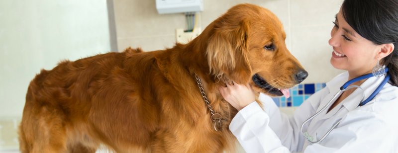 Tierkrankenversicherungen