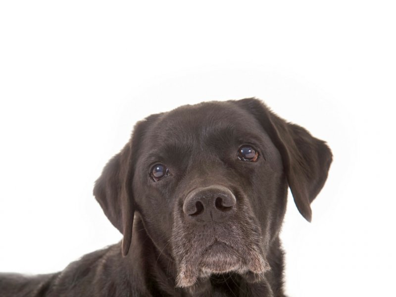 Kastration beim Hund - eine Entscheidung für das ganze Leben